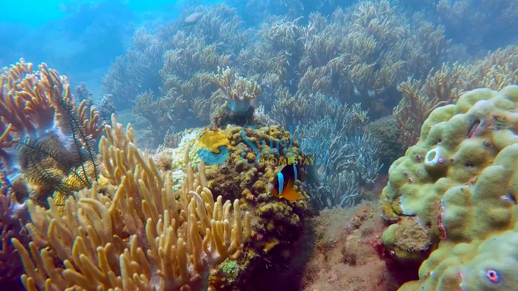 coral 2